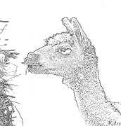 lama Coloring Pages To Print